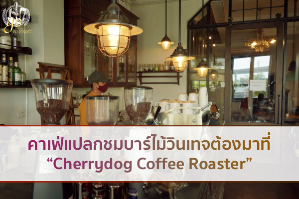 คาเฟ่แปลกชมบาร์ไม้วินเทจต้องมาที่ “Cherrydog Coffee Roaster”