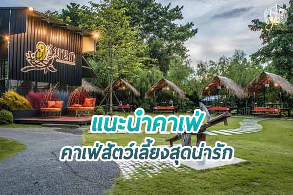 คาเฟ่สัตว์เลี้ยง สุดน่ารักที่ไปแล้วอาจโดนตก