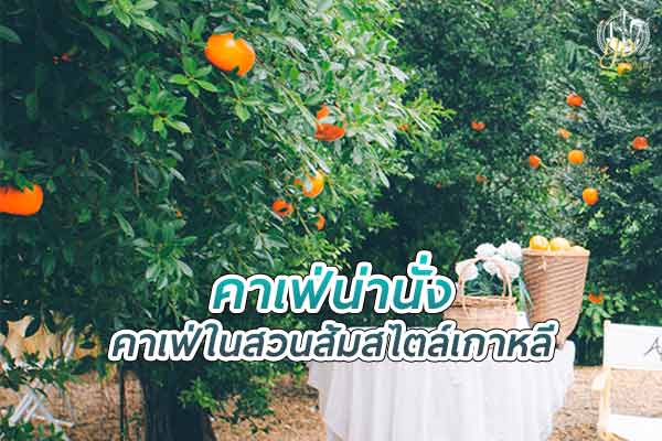 คาเฟ่น่านั่งในสวนส้ม สไตล์เกาหลี