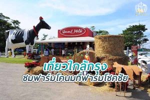 เที่ยวใกล้กรุง ชมฟาร์มโคนมขนาดใหญ่ที่ ฟาร์มโชคชัย