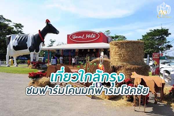 เที่ยวใกล้กรุง ชมฟาร์มโคนมขนาดใหญ่ที่ ฟาร์มโชคชัย